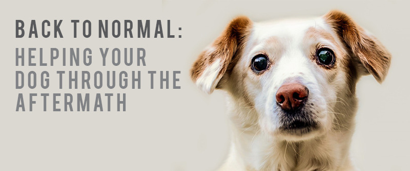 small light brown and white dog looking at camera with white wall in background