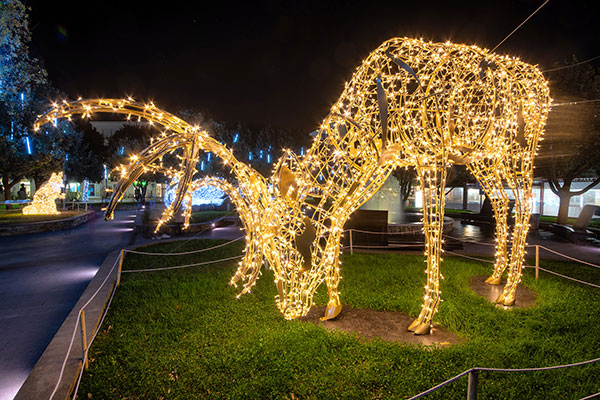 Joburg Zoo Festival of Lights and night market Festive Season Christmas